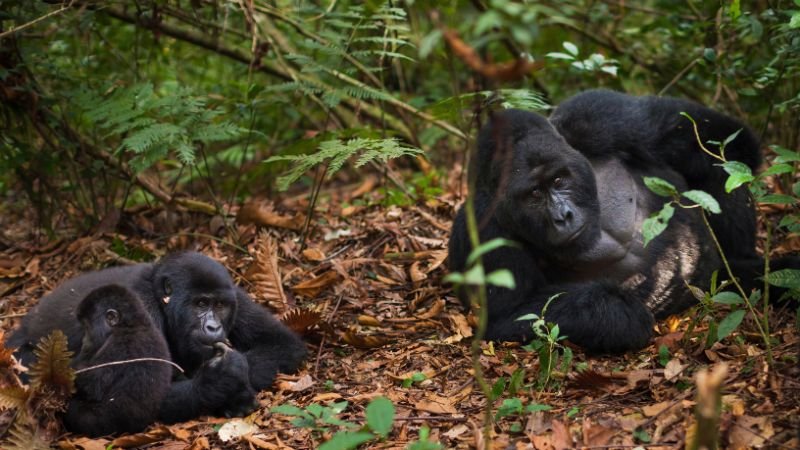 Mountain Gorilla Family