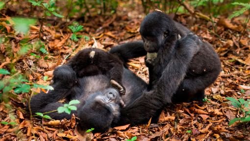 Family of Mountain Gorillas